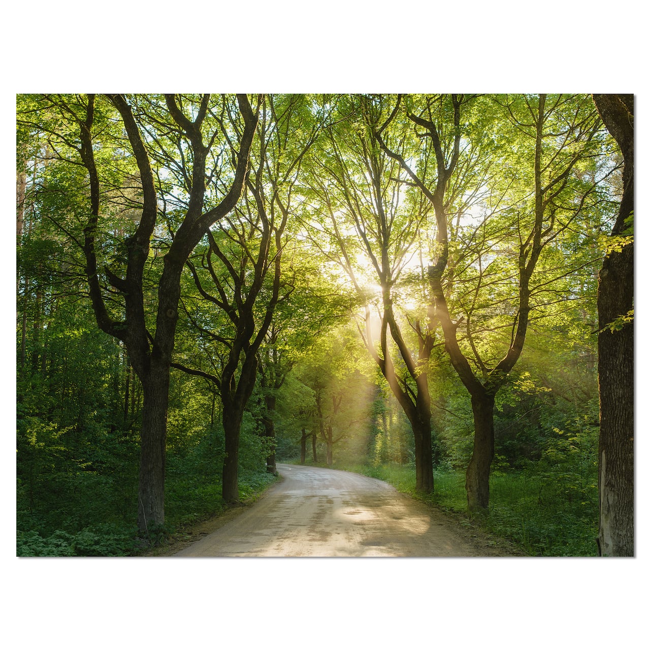 Designart - Evening in Green Forest - Landscape Canvas Art Print